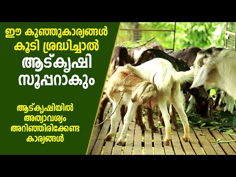 , title : 'ആട് കൃഷിയില്‍ അത്യാവശ്യം ശ്രദ്ധിക്കേണ്ട കാര്യങ്ങള്‍ I Kerala Goat Farming'