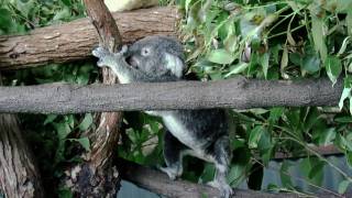 Australian Wildlife at Koala Gardens, Kuranda