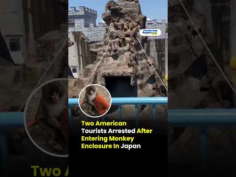 Two American Tourists Arrested After Entering Monkey Enclosure In Japan