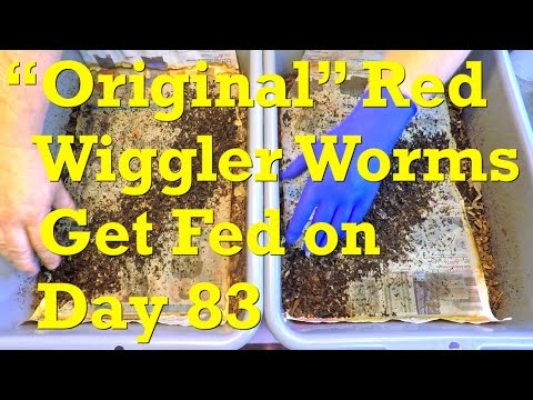 83-day "original" red wiggler worm bins get bedding boost & 8th feeding - vermicompost
