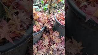 Download lagu Maple 🍁 tree | Kashmir Gardening mp3
