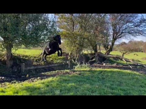 Lovely 16.1h homebred hunter - Image 2