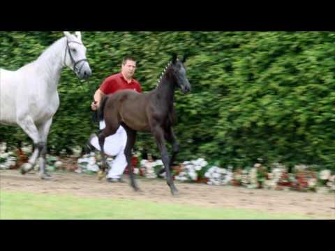 54 First Class Hengst v. For Romance I - De Niro