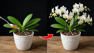Just sprinkle it on top! The orchid, which had no flowers, will suddenly bloom profusely.