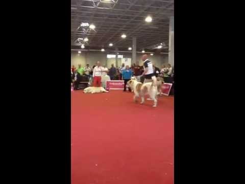 WDS 2013 budapest Cao champion class