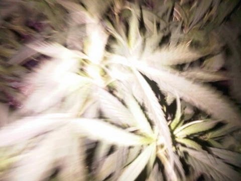 Watkin Tudor Jones (Aka.Ninja)  Be Kind To Animals w/ Lyrics