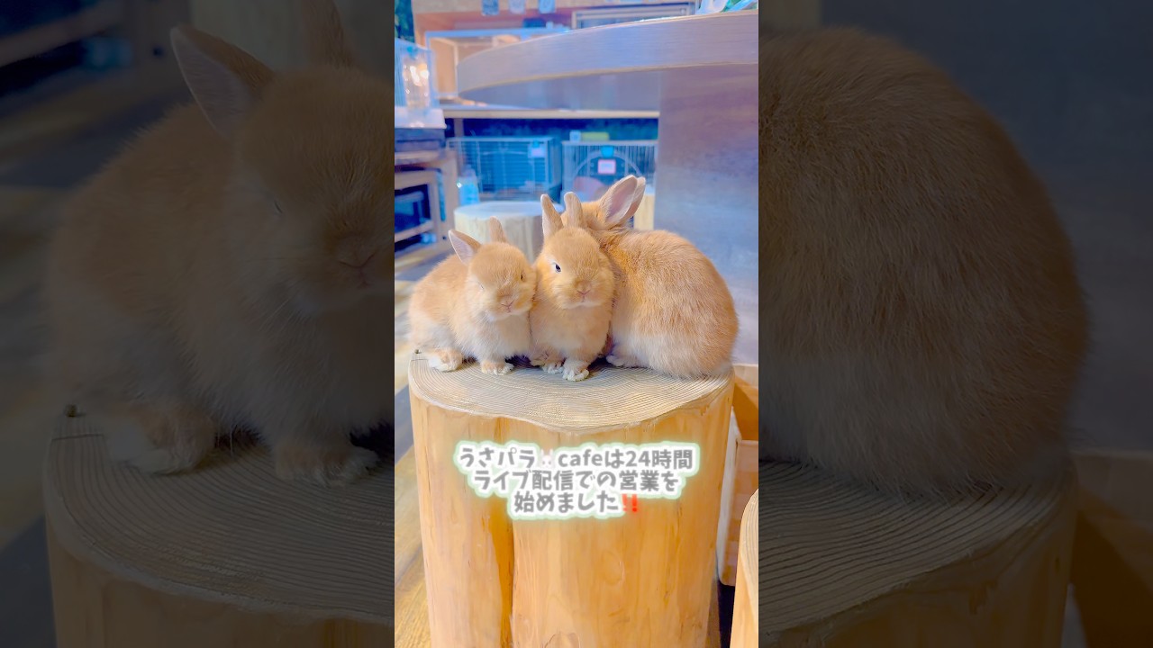 25羽が交代で店番するうさパラ🐰cafe 24時間営業はじめました☕#うさぎ #うさぎのいる暮らし #うさぎライブ #癒し #睡眠用bgm