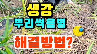 생강 뿌리썩음병(노랑병) 방제 / 생강재배, 병해충관리 생강재배기술
