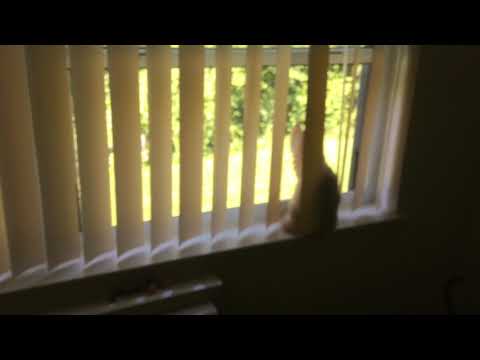 My cat is cute I love him he loves me