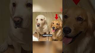 Jess, Anjing yang Hanya Ingin Dicintai