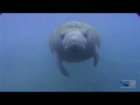 SeaScope 38 - Manatees