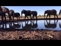 Elephants Trumpet