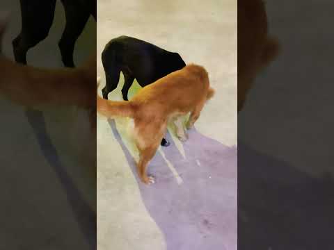 Dog Love | Cuddling | #policelife #charlie #doglover #dog