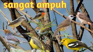 Download lagu Suara pikat semua jenis burung/prenjak ciblek manggar diku mantenan kutilang trucuk dll mp3 Download lagu Suara pikat semua jenis burung/prenjak ciblek manggar diku mantenan kutilang trucuk dll mp3
