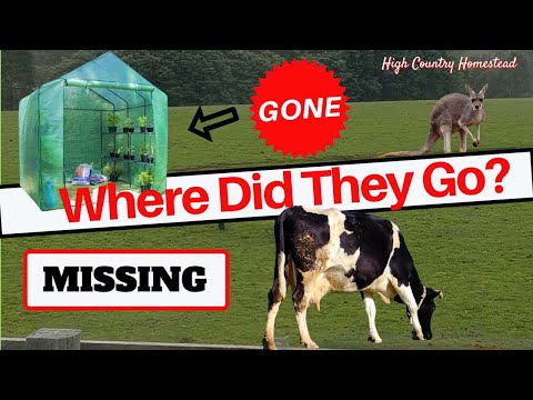 The Case of the Missing Cow AND Vanishing Greenhouse