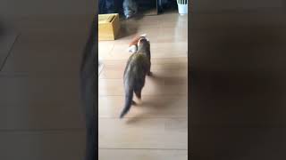 大好きなオモチャ運び