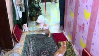 Kittens playing with toy (CUTE)