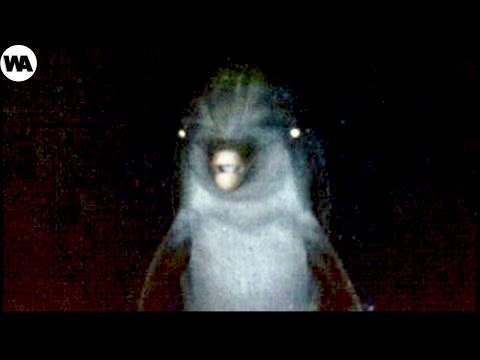 Por Qué el Mundo Debería Temer a los Delfines, no a los Tiburones