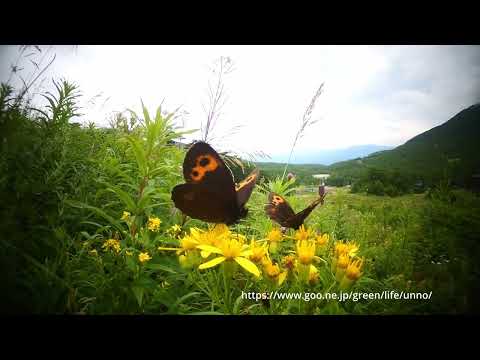 虫の目レンズ完成　ベニヒカゲを撮る