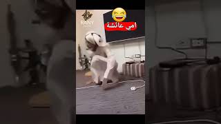 امي عائشة😂