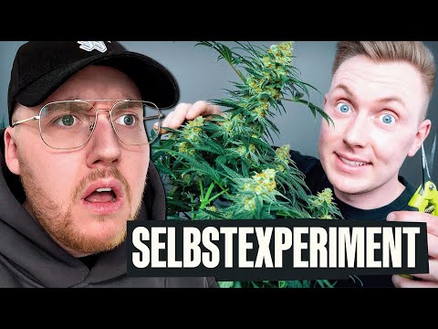 Cannabis selber anbauen - Wie schwer ist es wirklich? (Tomatolix) | Zarbex Reaktion