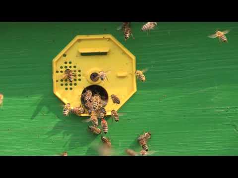 Boja meda ep. 151 26.01.2021. Krađa pčelinjih zajednica, SPOS