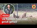 Jongen (17) GEBETEN door jachtluipaard in de Beekse Bergen | Omroep Brabant