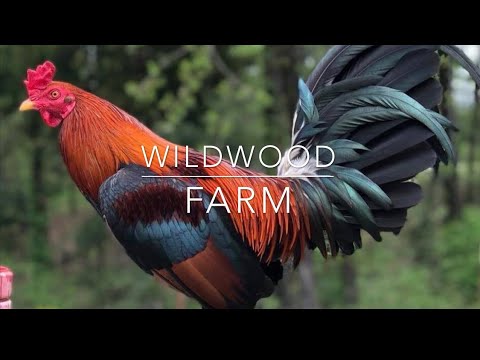 GENE BATIA -SWEATERS, HATCHES,ROUNDHEADS