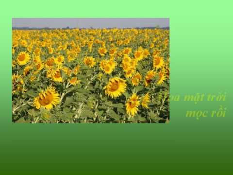 Hoa mặt trời Sheet - Bảo Yến