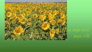 HOA MẶT TRỜI - Nhạc Võ Tá Hân - Thơ Thích Nhất Hạnh