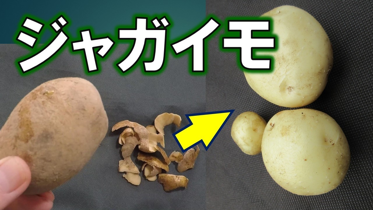 ジャガイモの皮は捨てるな　皮からの再生栽培