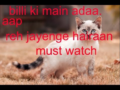 billi ki yeh adaa kar degi aapko pagal,iski yahi adaa isko sab janwaro se alag karti hai,