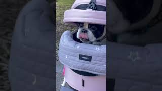 カートの隙間から外を覗くワンコ🐶 #shorts