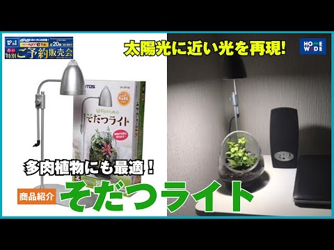 大輪のブラウネル 植物