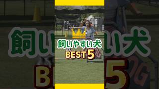初心者でも飼いやすい犬種Best5🐕✨