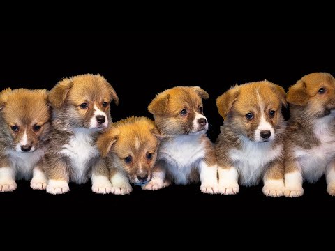 Funny Dogs and Cat | Funniest Pets | Anusha HW channel
