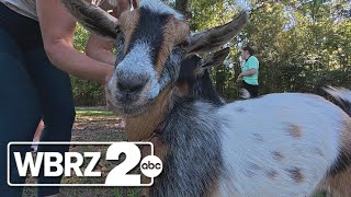 GET 2 MOVING: Old Rusty Gate Farm's goat yoga and soap-making classes