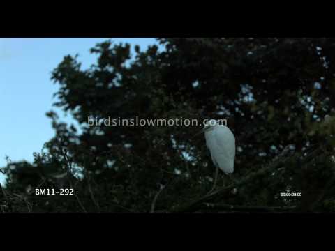 Egret Slow Motion In tree HD shot with Phantom HD Gold