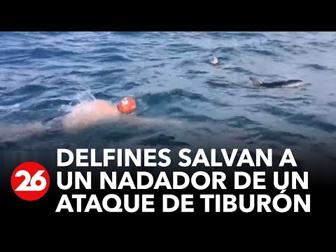 Delfines salvan a nadador de un ataque de tiburón