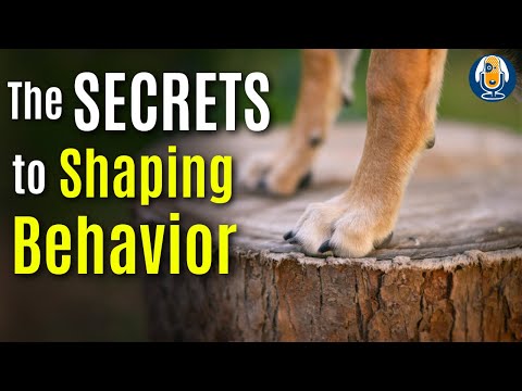 Use These Simple Shaping Hacks To Expedite Your Dog Training #259 #podcast