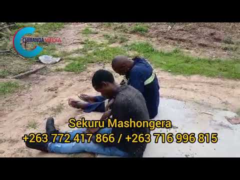 Mbavha yemombe yobatwa nenyuchi