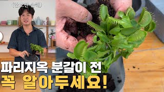 파리지옥 분갈이 전 꼭 확인하세요!│용토와 분갈이 방법│안보면 손해봅니다!