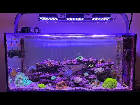 Experience: The Visual Impact Of ReeFi Uno 2.0 Pro Reef Lights
