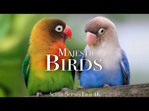 Amazing Scenes of Majestic Birds In
