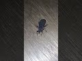 Blood sucker/Kissing Bugs#kasanovlog