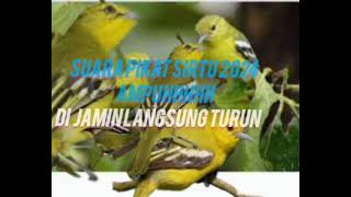 Download lagu SUARA PIKAT BURUNG SIRTU CIPOH AMPUH 2024 di jamin turun mp3