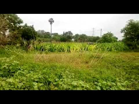 Cheap Agricultural Land For Sale
