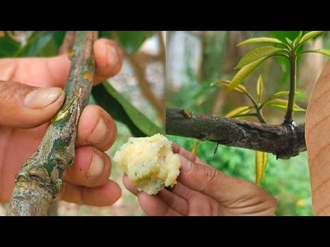 The Best Method Of Grafting Spring Fruit Trees With Potatoes