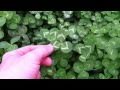 How to Find a 4-Leaf Clover - YouTube