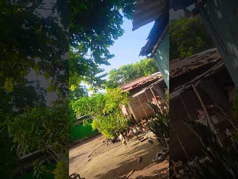 Tierra blanca, Jiquilisco, Usulutan 🇸🇻#elsalvadortravel #animales #gallinas